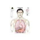 25 Cibles Self-Defense "nu sans arme, couleur"